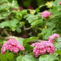 Crataegus laevigata fleur